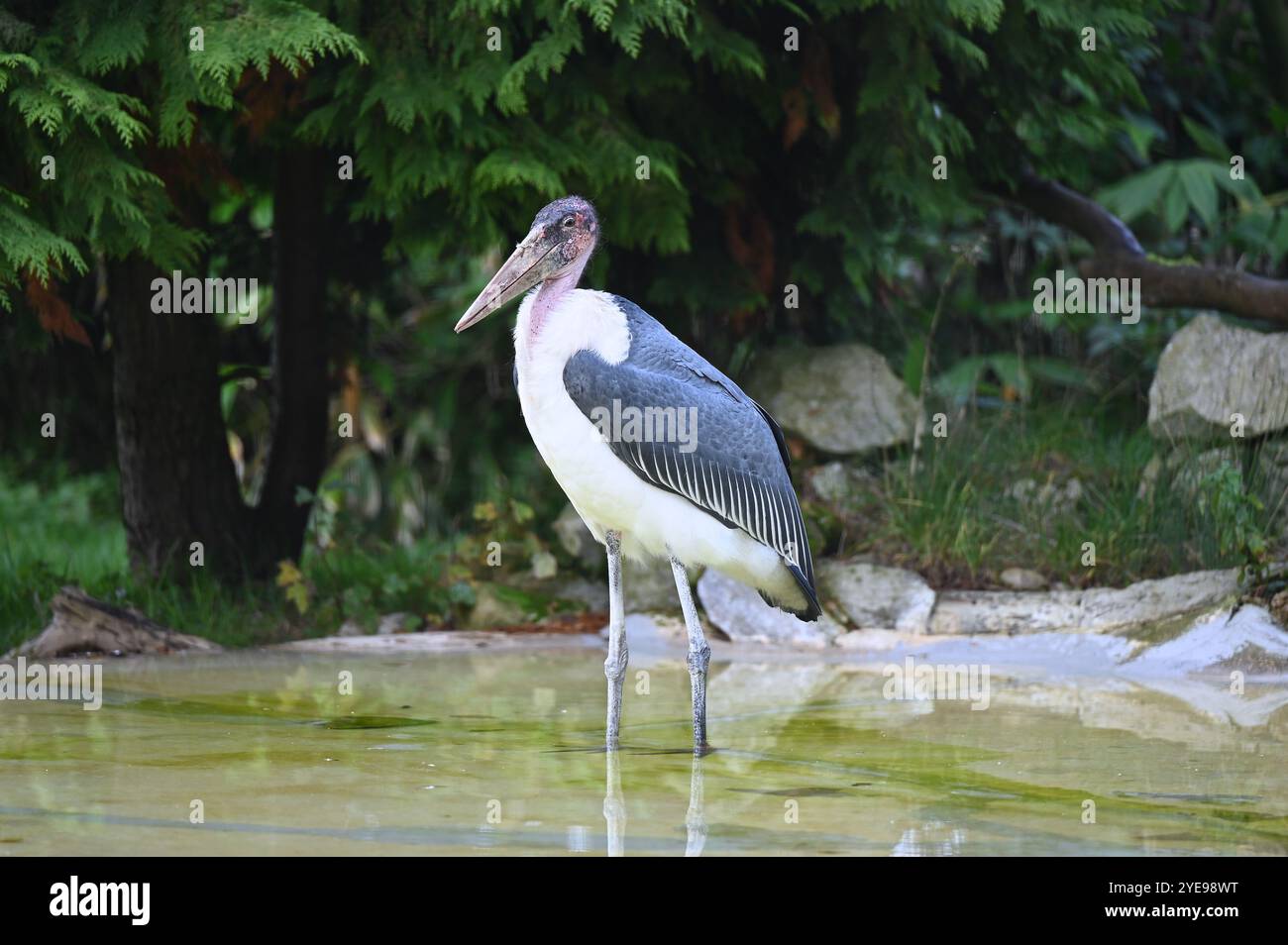 Marabou Stork 9 der Bestatter 0 genießt weiße Kürbisse gefüllt mit Fleischstücken, Ned aß den Großteil des Essens von den Kürbissen und Ingwer ... Stockfoto