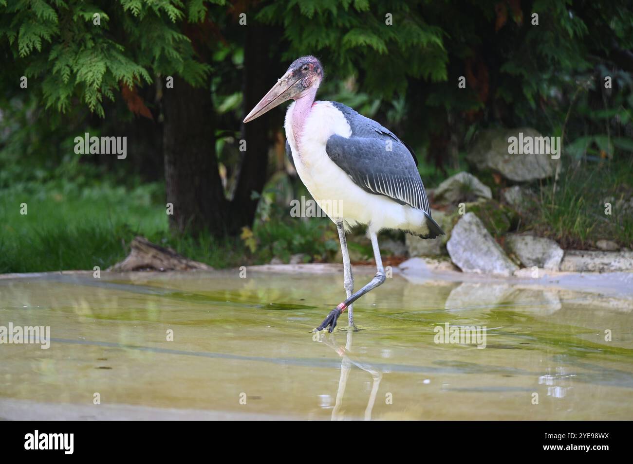 Marabou Stork 9 der Bestatter 0 genießt weiße Kürbisse gefüllt mit Fleischstücken, Ned aß den Großteil des Essens von den Kürbissen und Ingwer ... Stockfoto