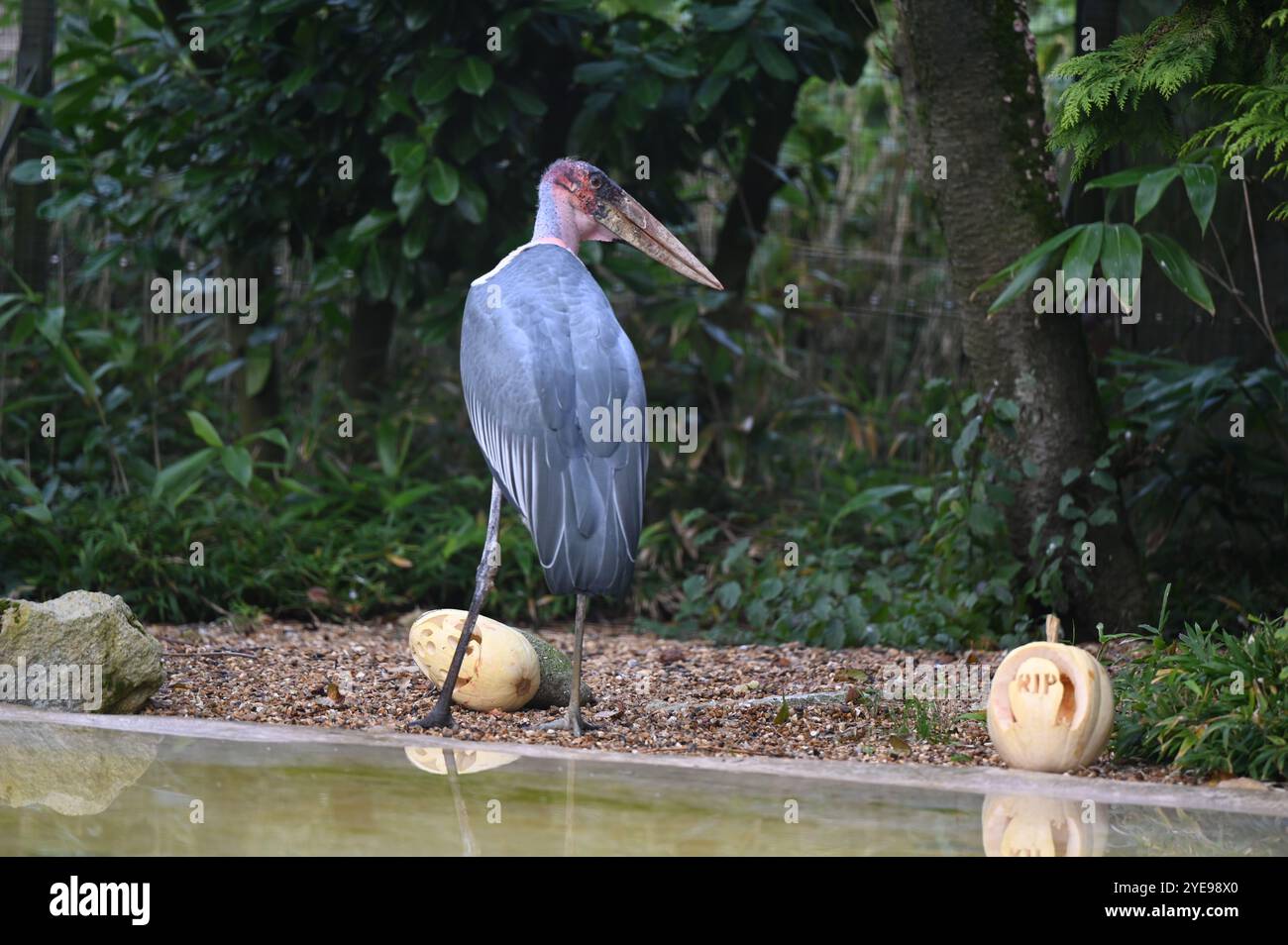 Marabou Stork 9 der Bestatter 0 genießt weiße Kürbisse gefüllt mit Fleischstücken, Ned aß den Großteil des Essens von den Kürbissen und Ingwer ... Stockfoto