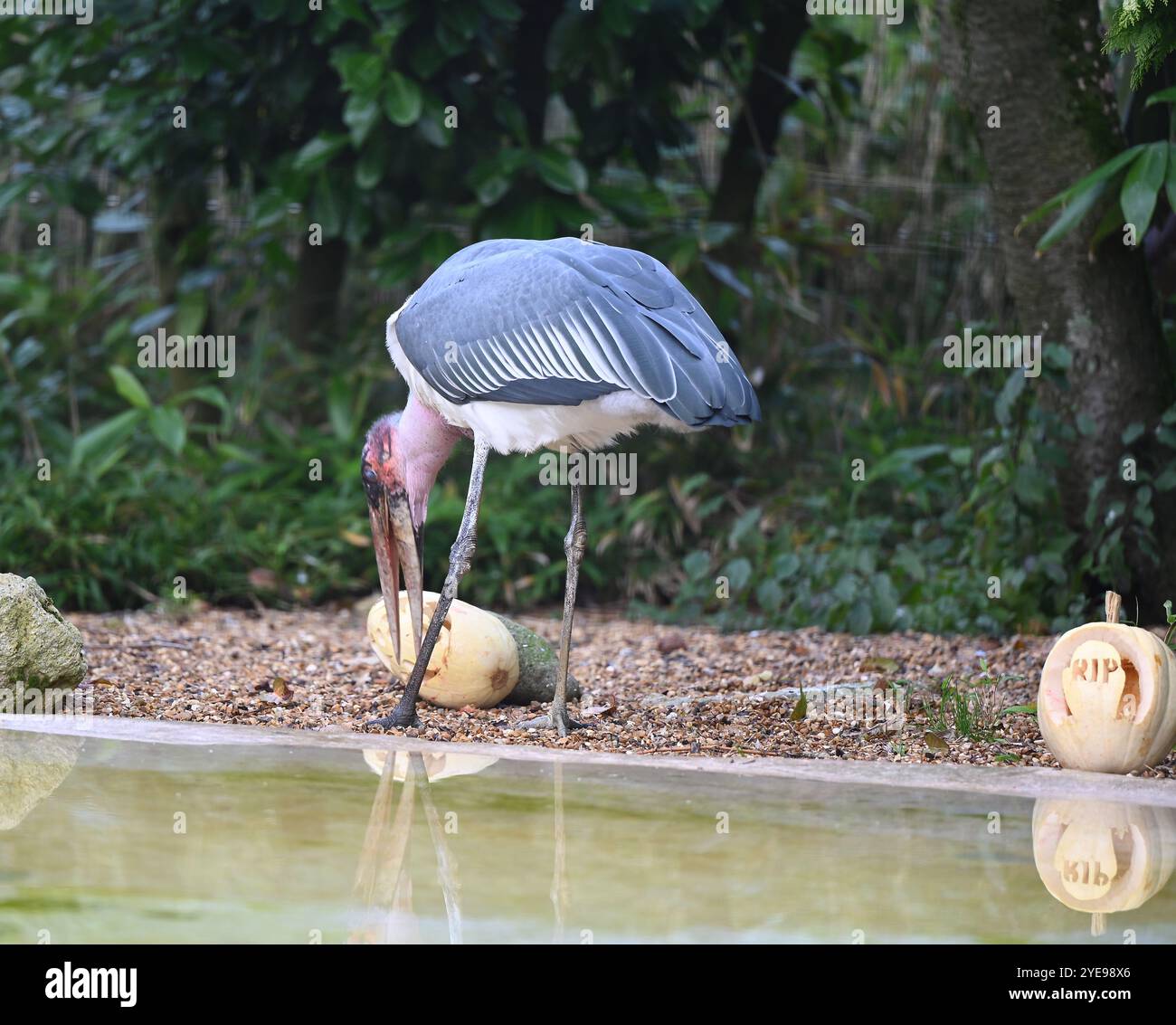 Marabou Stork 9 der Bestatter 0 genießt weiße Kürbisse gefüllt mit Fleischstücken, Ned aß den Großteil des Essens von den Kürbissen und Ingwer ... Stockfoto