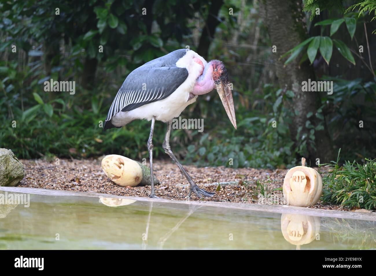 Marabou Stork 9 der Bestatter 0 genießt weiße Kürbisse gefüllt mit Fleischstücken, Ned aß den Großteil des Essens von den Kürbissen und Ingwer ... Stockfoto