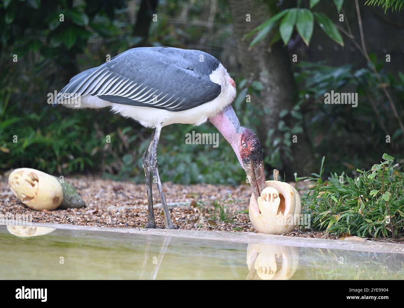 Marabou Stork 9 der Bestatter 0 genießt weiße Kürbisse gefüllt mit Fleischstücken, Ned aß den Großteil des Essens von den Kürbissen und Ingwer ... Stockfoto