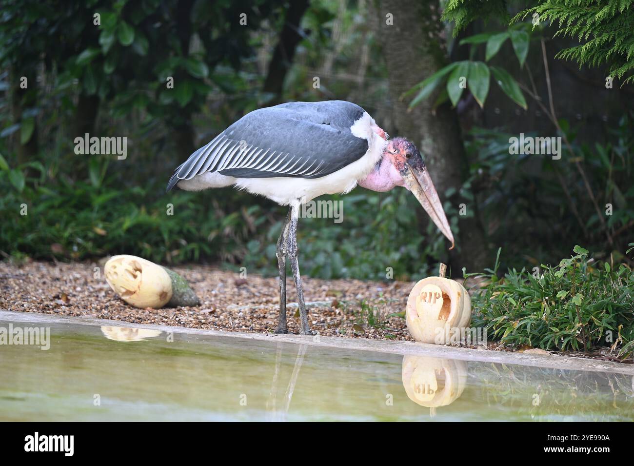 Marabou Stork 9 der Bestatter 0 genießt weiße Kürbisse gefüllt mit Fleischstücken, Ned aß den Großteil des Essens von den Kürbissen und Ingwer ... Stockfoto