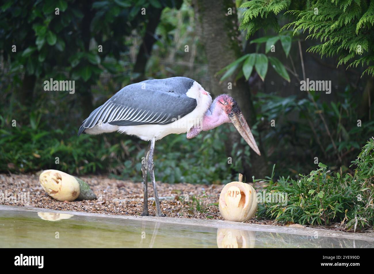 Marabou Stork 9 der Bestatter 0 genießt weiße Kürbisse gefüllt mit Fleischstücken, Ned aß den Großteil des Essens von den Kürbissen und Ingwer ... Stockfoto
