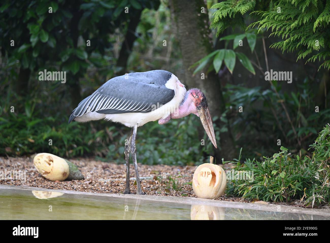 Marabou Stork 9 der Bestatter 0 genießt weiße Kürbisse gefüllt mit Fleischstücken, Ned aß den Großteil des Essens von den Kürbissen und Ingwer ... Stockfoto