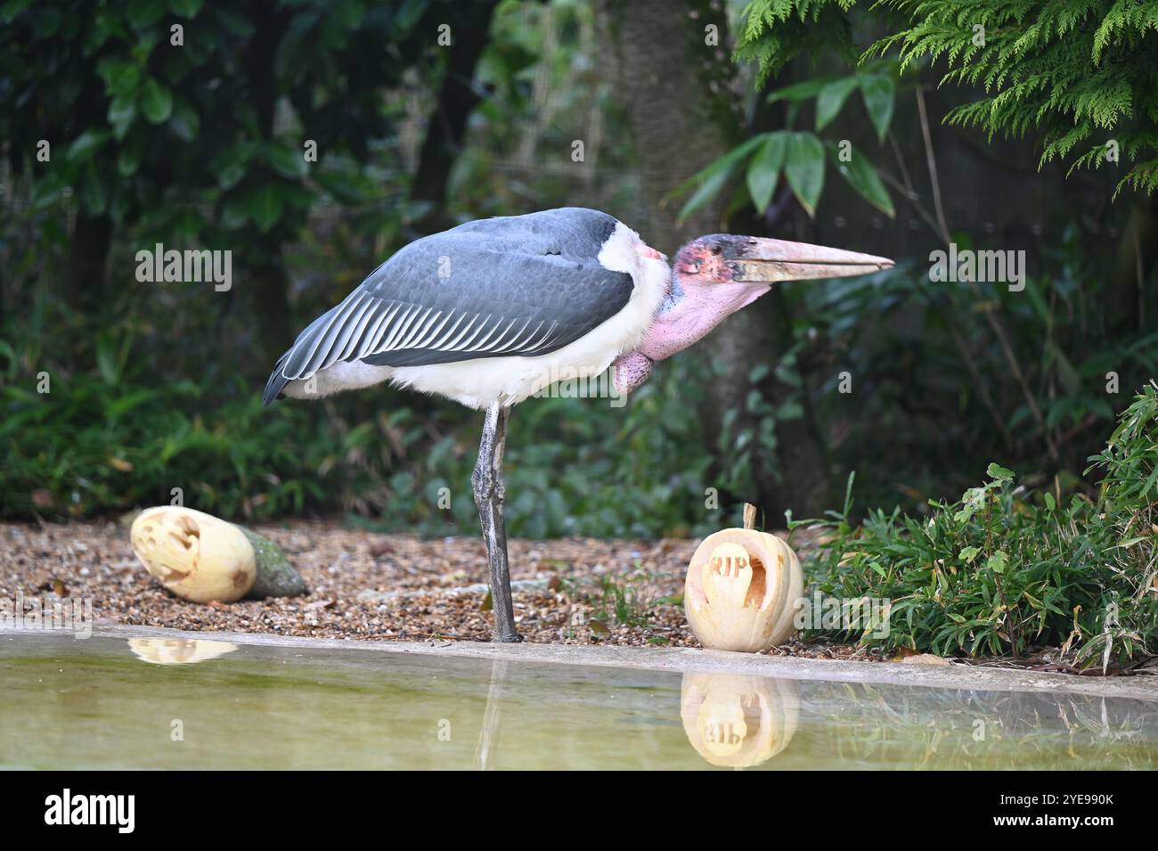 Marabou Stork 9 der Bestatter 0 genießt weiße Kürbisse gefüllt mit Fleischstücken, Ned aß den Großteil des Essens von den Kürbissen und Ingwer ... Stockfoto