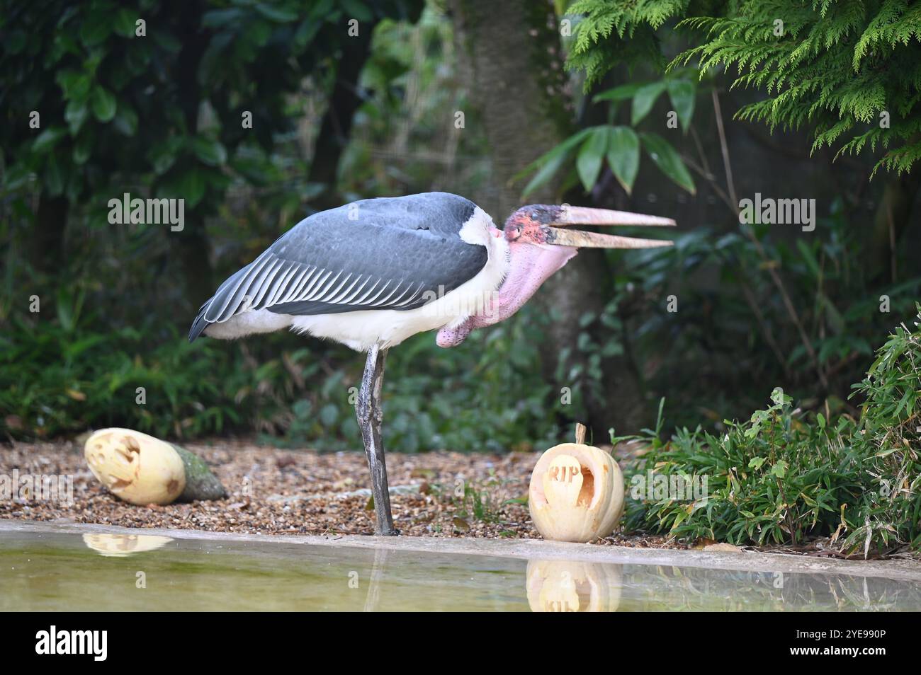 Marabou Stork 9 der Bestatter 0 genießt weiße Kürbisse gefüllt mit Fleischstücken, Ned aß den Großteil des Essens von den Kürbissen und Ingwer ... Stockfoto
