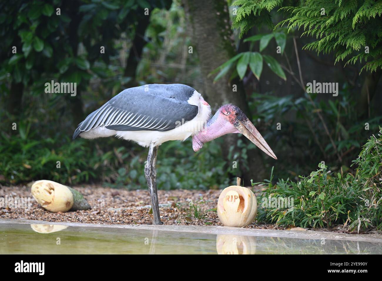 Marabou Stork 9 der Bestatter 0 genießt weiße Kürbisse gefüllt mit Fleischstücken, Ned aß den Großteil des Essens von den Kürbissen und Ingwer ... Stockfoto