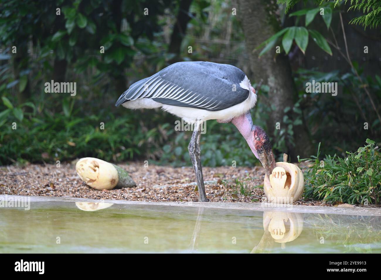 Marabou Stork 9 der Bestatter 0 genießt weiße Kürbisse gefüllt mit Fleischstücken, Ned aß den Großteil des Essens von den Kürbissen und Ingwer ... Stockfoto