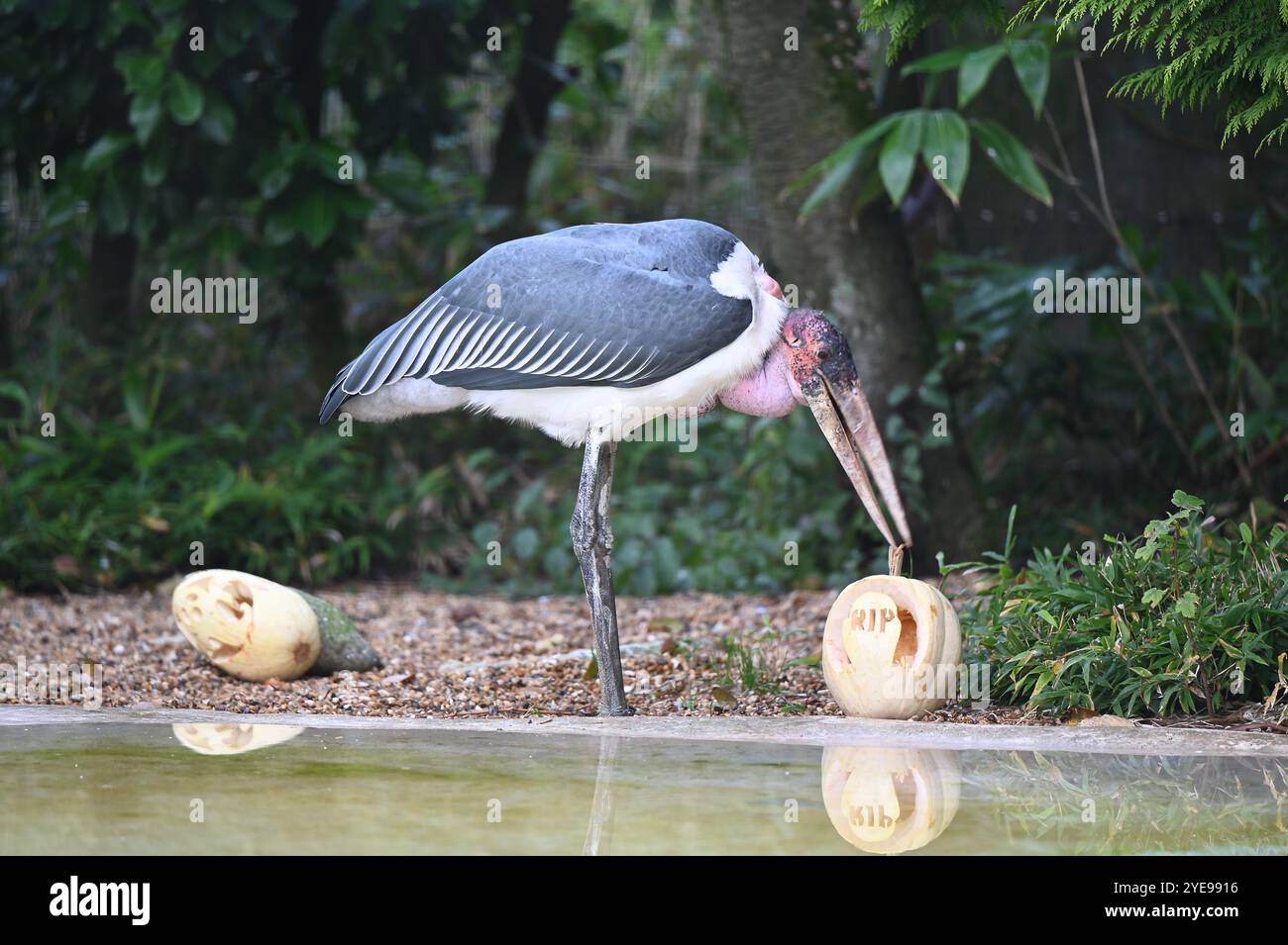 Marabou Stork 9 der Bestatter 0 genießt weiße Kürbisse gefüllt mit Fleischstücken, Ned aß den Großteil des Essens von den Kürbissen und Ingwer ... Stockfoto