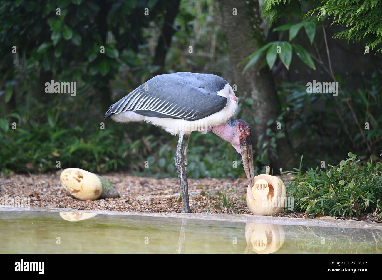 Marabou Stork 9 der Bestatter 0 genießt weiße Kürbisse gefüllt mit Fleischstücken, Ned aß den Großteil des Essens von den Kürbissen und Ingwer ... Stockfoto