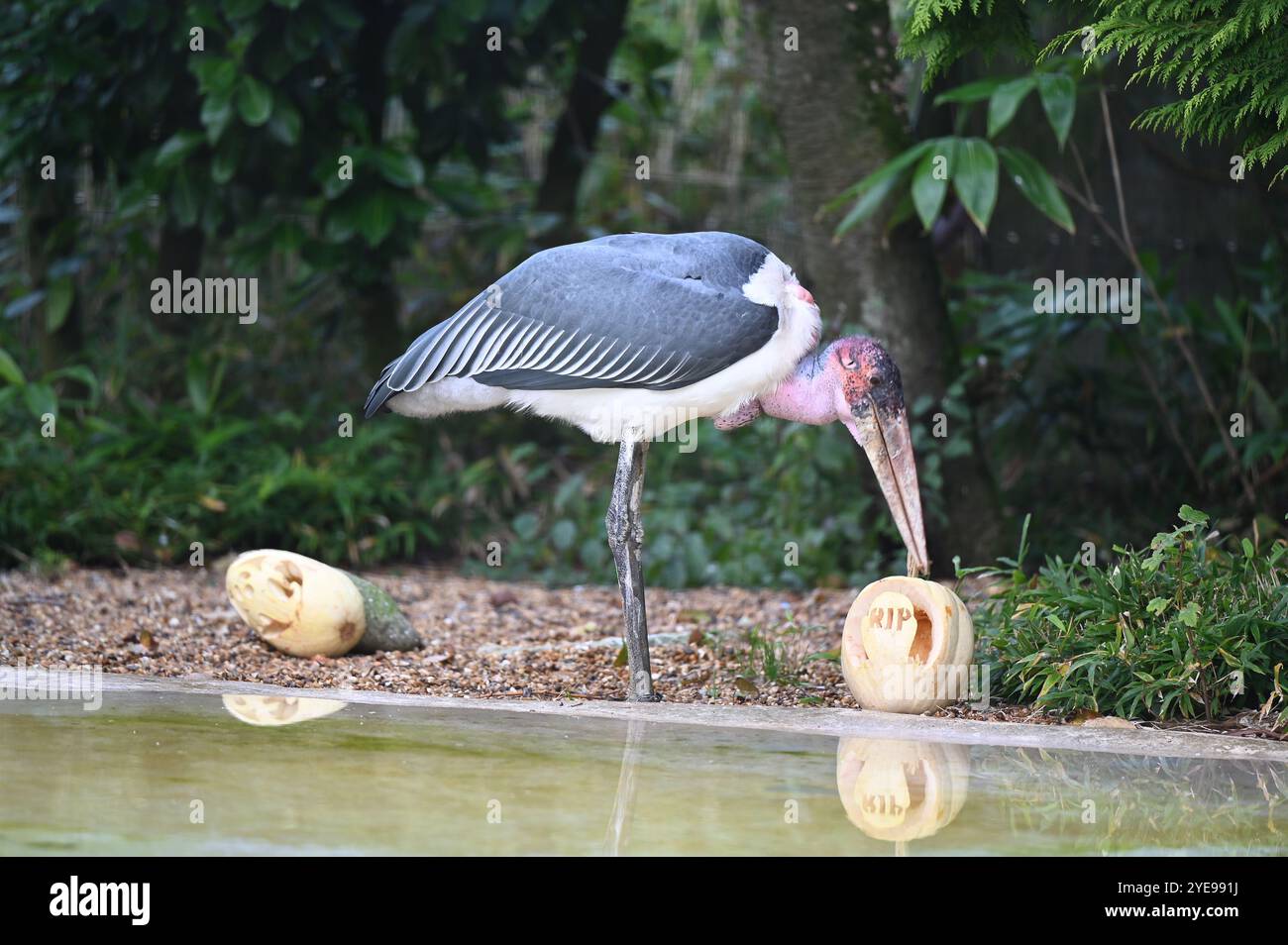 Marabou Stork 9 der Bestatter 0 genießt weiße Kürbisse gefüllt mit Fleischstücken, Ned aß den Großteil des Essens von den Kürbissen und Ingwer ... Stockfoto