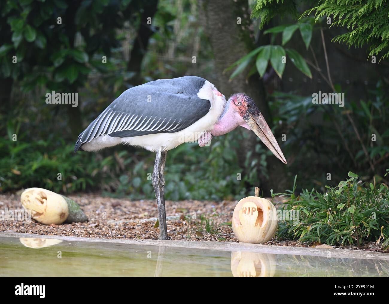 Marabou Stork 9 der Bestatter 0 genießt weiße Kürbisse gefüllt mit Fleischstücken, Ned aß den Großteil des Essens von den Kürbissen und Ingwer ... Stockfoto