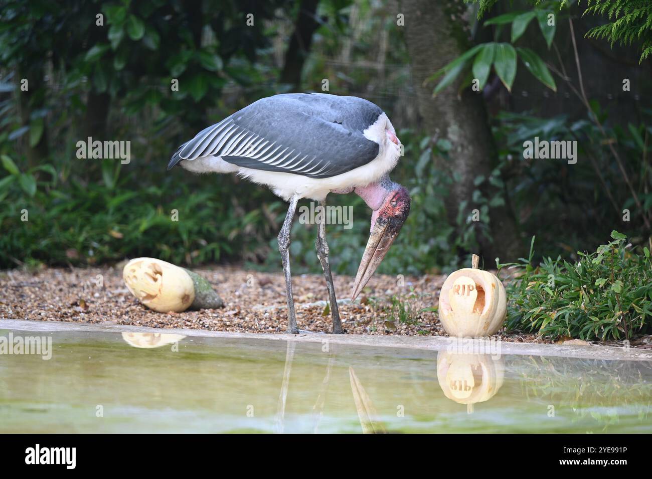 Marabou Stork 9 der Bestatter 0 genießt weiße Kürbisse gefüllt mit Fleischstücken, Ned aß den Großteil des Essens von den Kürbissen und Ingwer ... Stockfoto