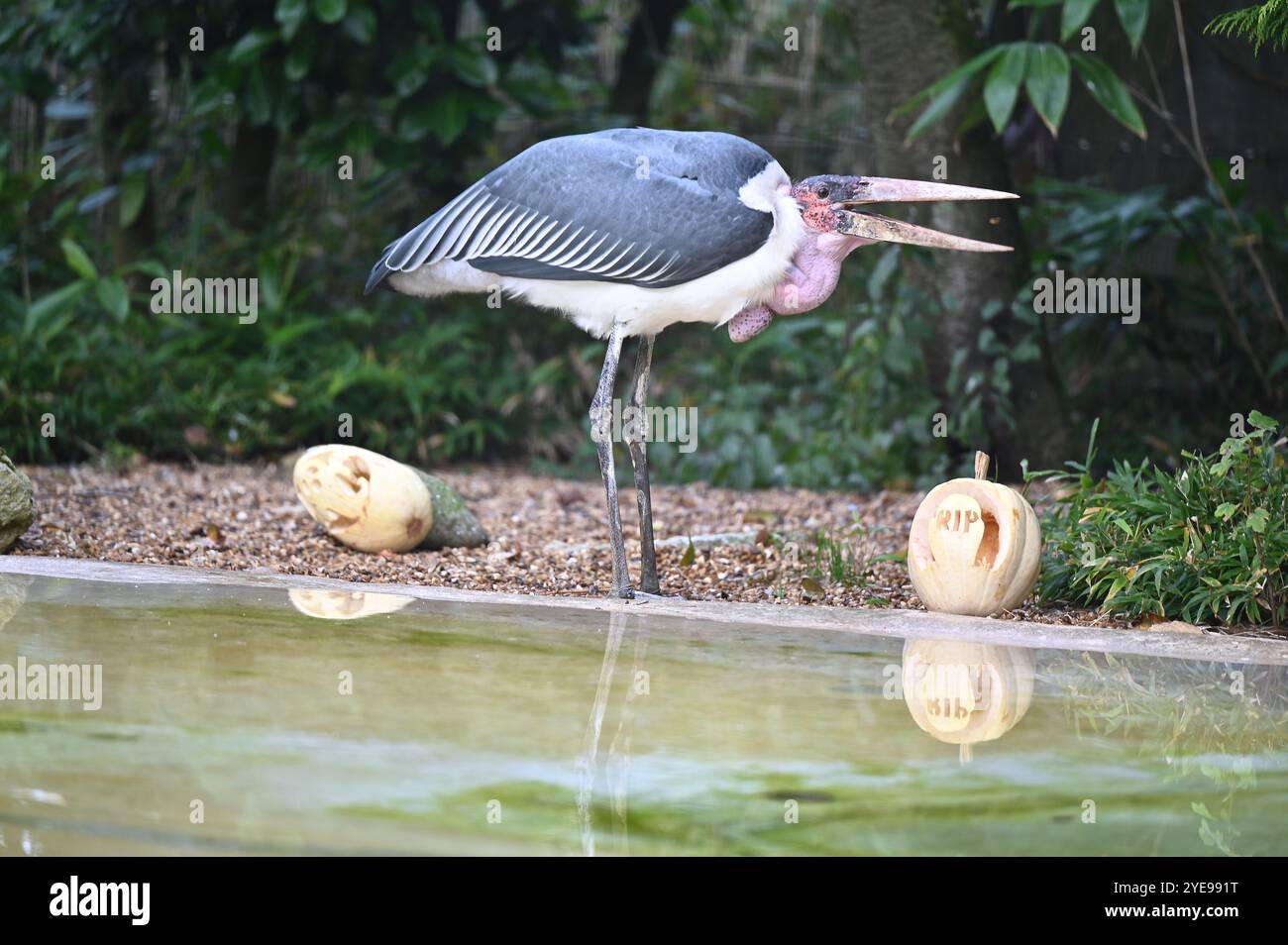 Marabou Stork 9 der Bestatter 0 genießt weiße Kürbisse gefüllt mit Fleischstücken, Ned aß den Großteil des Essens von den Kürbissen und Ingwer ... Stockfoto