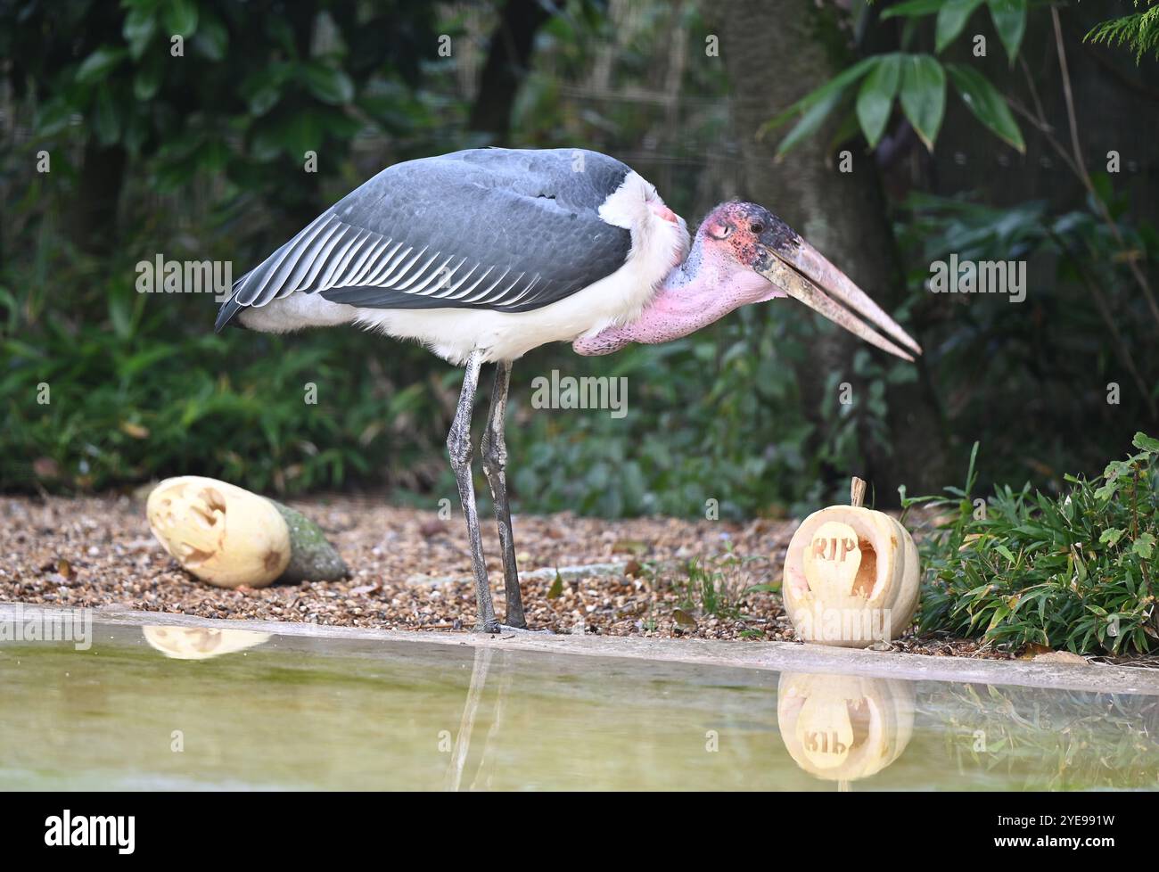 Marabou Stork 9 der Bestatter 0 genießt weiße Kürbisse gefüllt mit Fleischstücken, Ned aß den Großteil des Essens von den Kürbissen und Ingwer ... Stockfoto