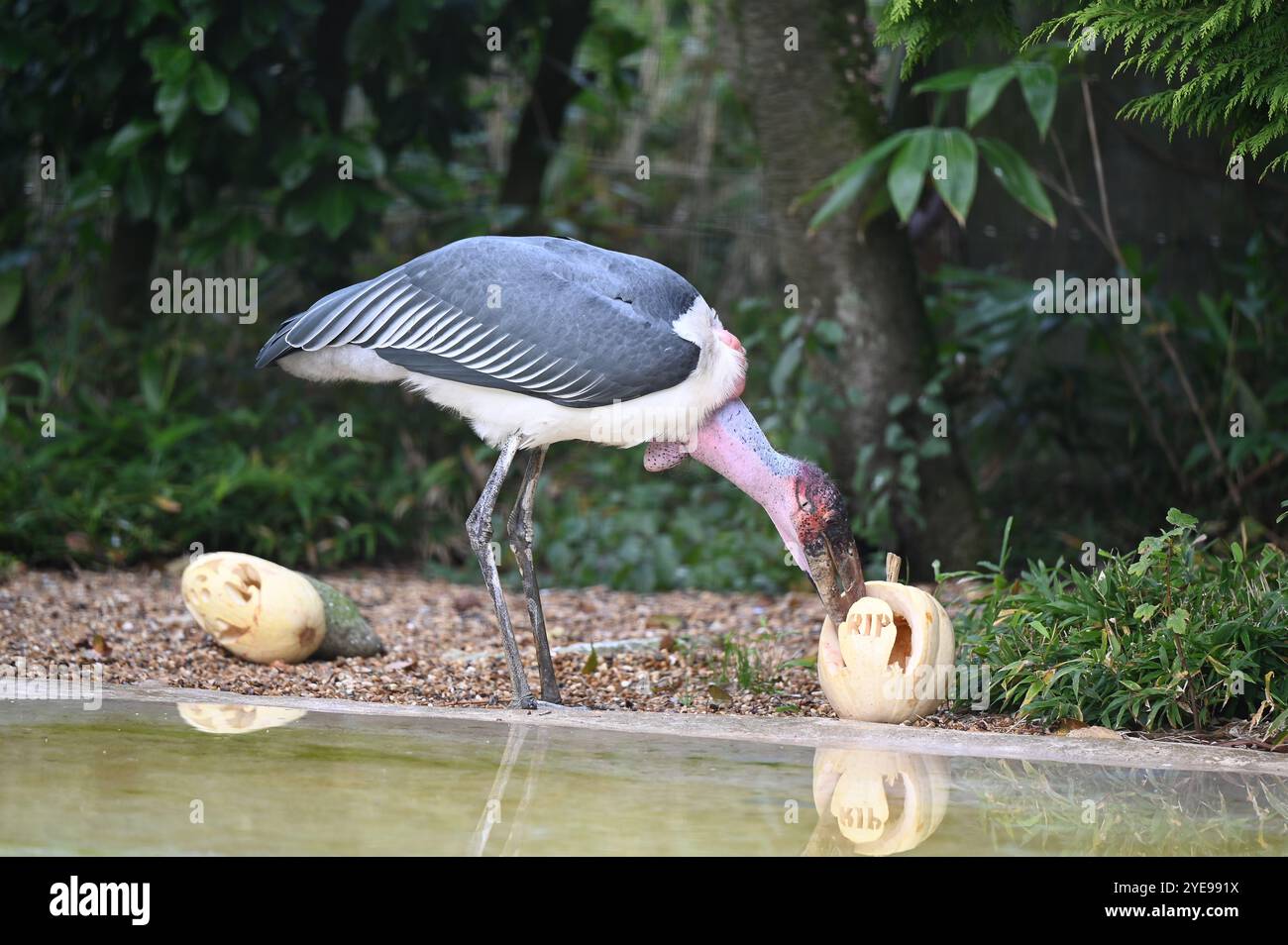 Marabou Stork 9 der Bestatter 0 genießt weiße Kürbisse gefüllt mit Fleischstücken, Ned aß den Großteil des Essens von den Kürbissen und Ingwer ... Stockfoto