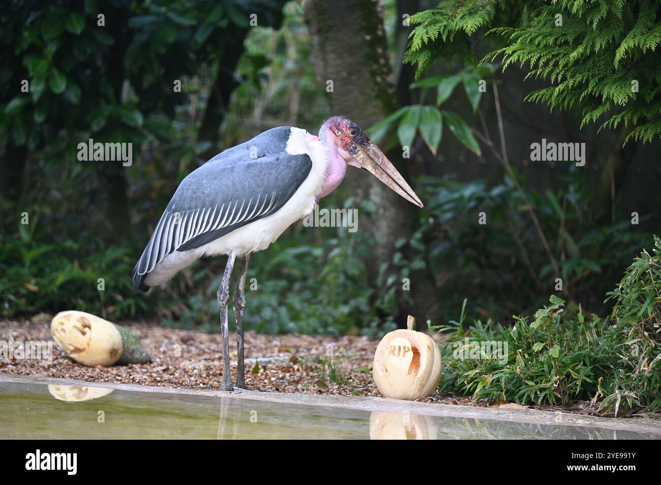Marabou Stork 9 der Bestatter 0 genießt weiße Kürbisse gefüllt mit Fleischstücken, Ned aß den Großteil des Essens von den Kürbissen und Ingwer ... Stockfoto