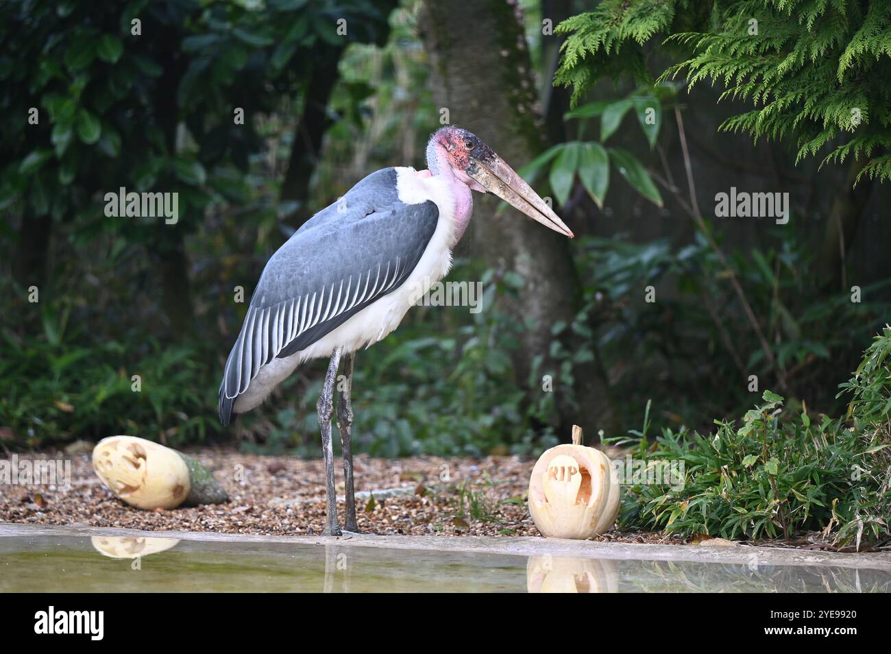 Marabou Stork 9 der Bestatter 0 genießt weiße Kürbisse gefüllt mit Fleischstücken, Ned aß den Großteil des Essens von den Kürbissen und Ingwer ... Stockfoto