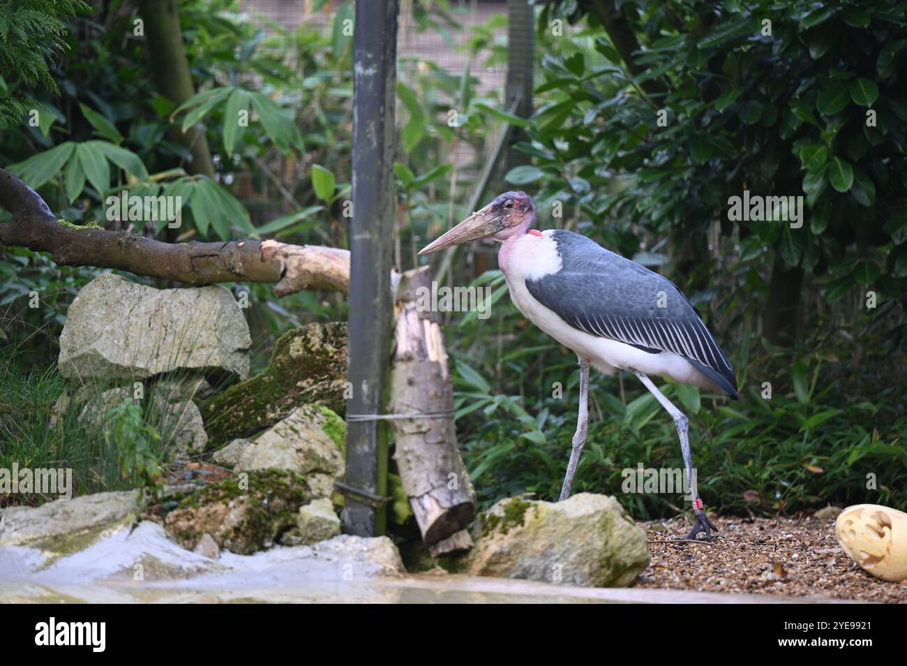 Marabou Stork 9 der Bestatter 0 genießt weiße Kürbisse gefüllt mit Fleischstücken, Ned aß den Großteil des Essens von den Kürbissen und Ingwer ... Stockfoto