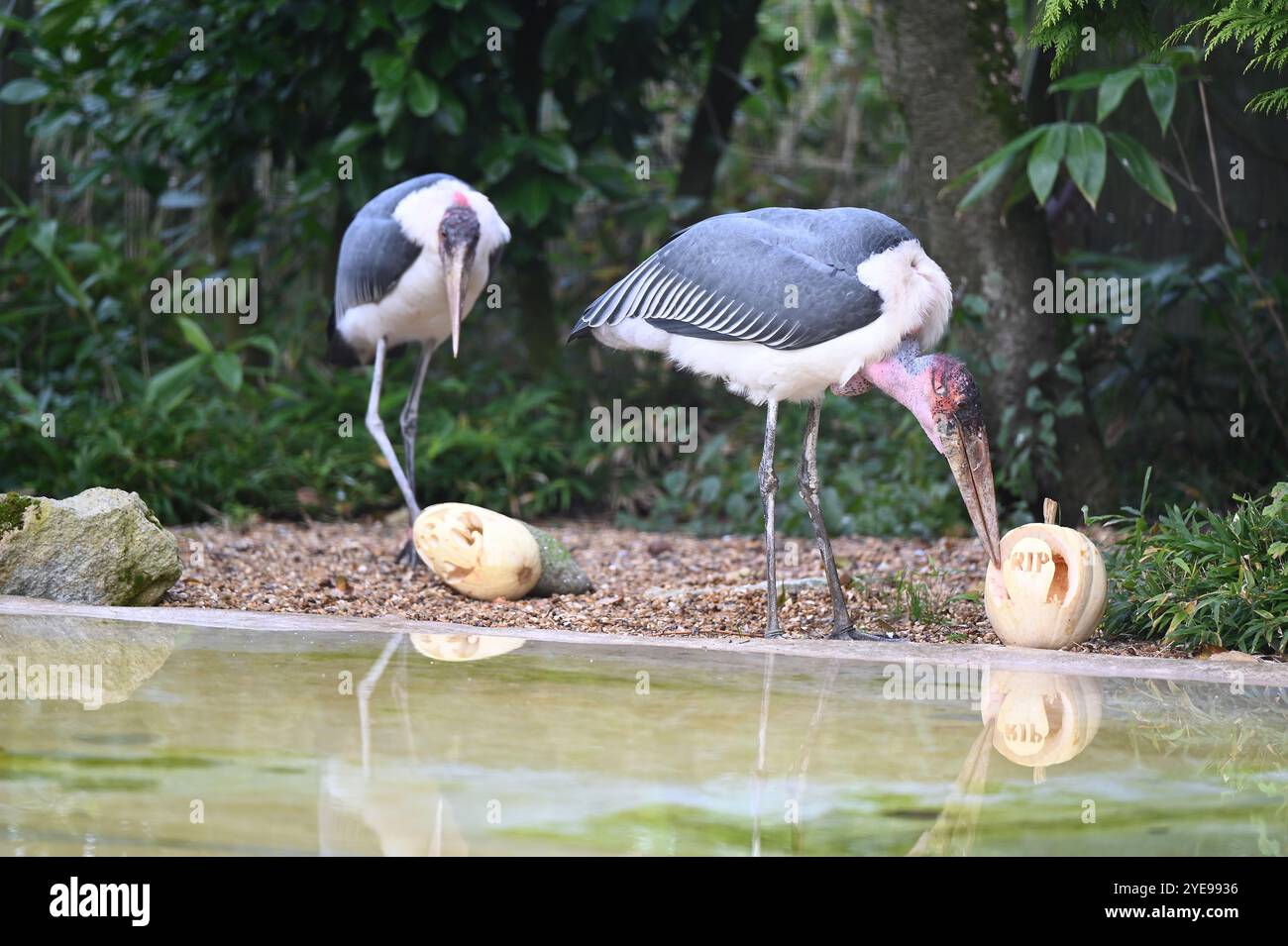 Marabou Stork 9 der Bestatter 0 genießt weiße Kürbisse gefüllt mit Fleischstücken, Ned aß den Großteil des Essens von den Kürbissen und Ingwer ... Stockfoto