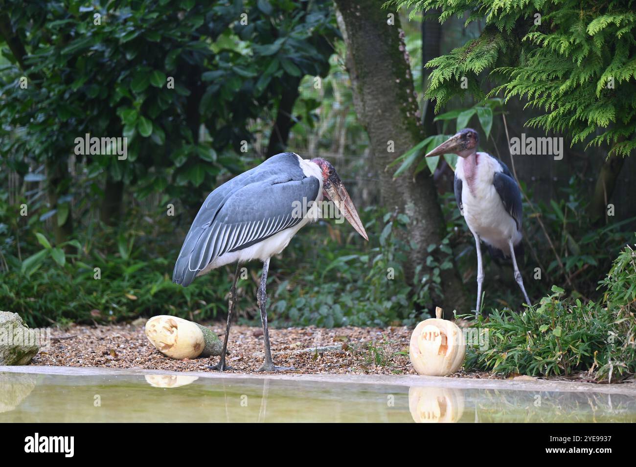 Marabou Stork 9 der Bestatter 0 genießt weiße Kürbisse gefüllt mit Fleischstücken, Ned aß den Großteil des Essens von den Kürbissen und Ingwer ... Stockfoto