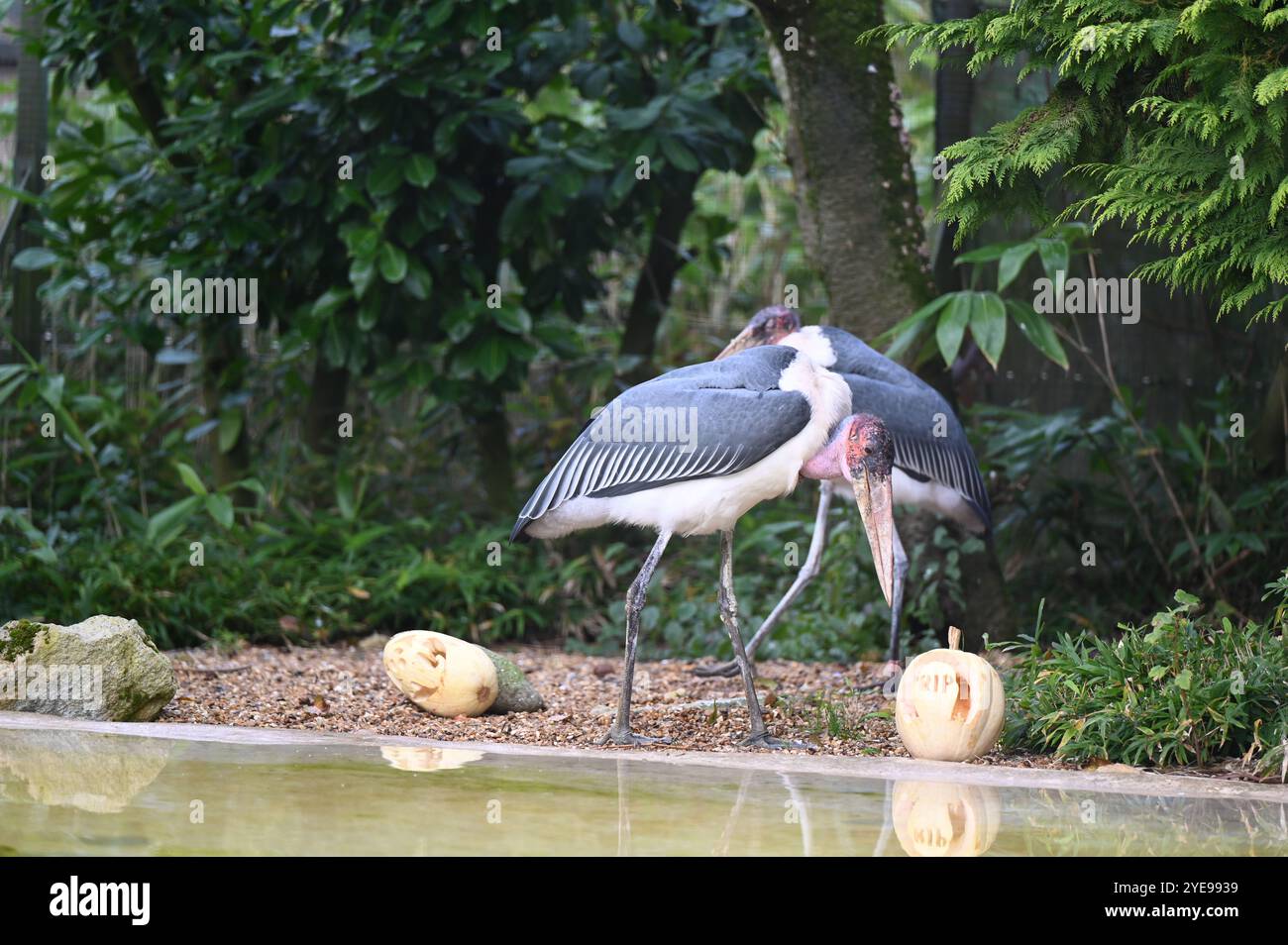 Marabou Stork 9 der Bestatter 0 genießt weiße Kürbisse gefüllt mit Fleischstücken, Ned aß den Großteil des Essens von den Kürbissen und Ingwer ... Stockfoto