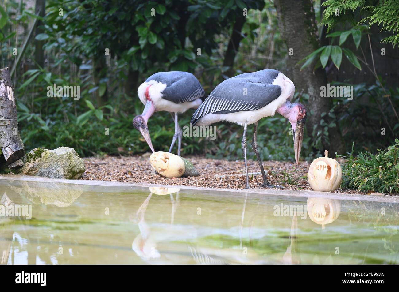 Marabou Stork 9 der Bestatter 0 genießt weiße Kürbisse gefüllt mit Fleischstücken, Ned aß den Großteil des Essens von den Kürbissen und Ingwer ... Stockfoto