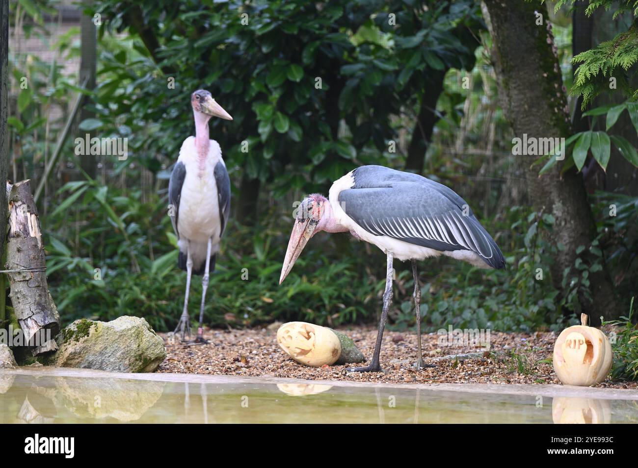 Marabou Stork 9 der Bestatter 0 genießt weiße Kürbisse gefüllt mit Fleischstücken, Ned aß den Großteil des Essens von den Kürbissen und Ingwer ... Stockfoto