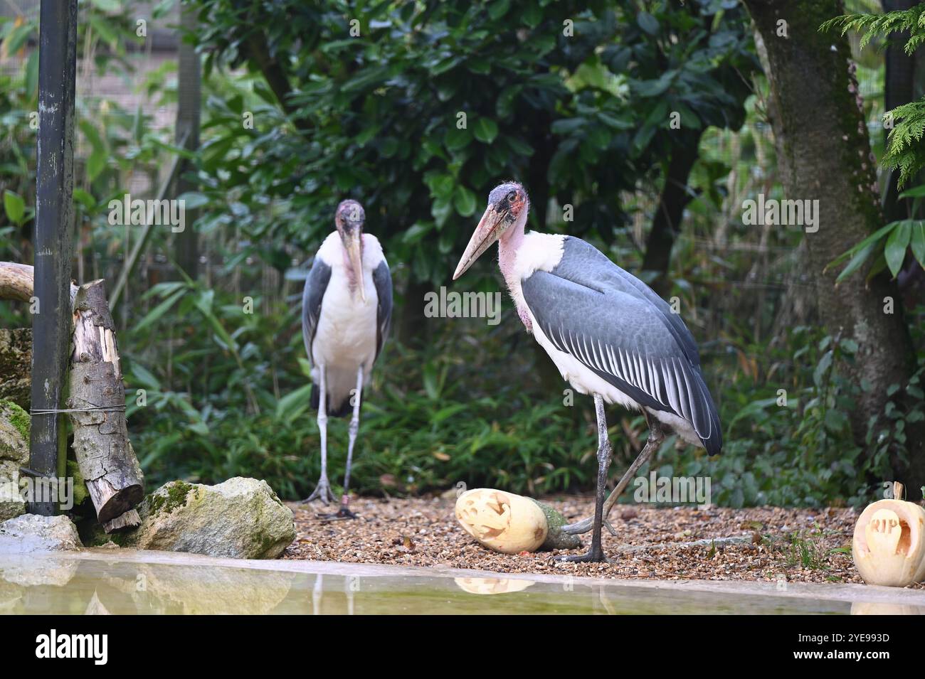 Marabou Stork 9 der Bestatter 0 genießt weiße Kürbisse gefüllt mit Fleischstücken, Ned aß den Großteil des Essens von den Kürbissen und Ingwer ... Stockfoto