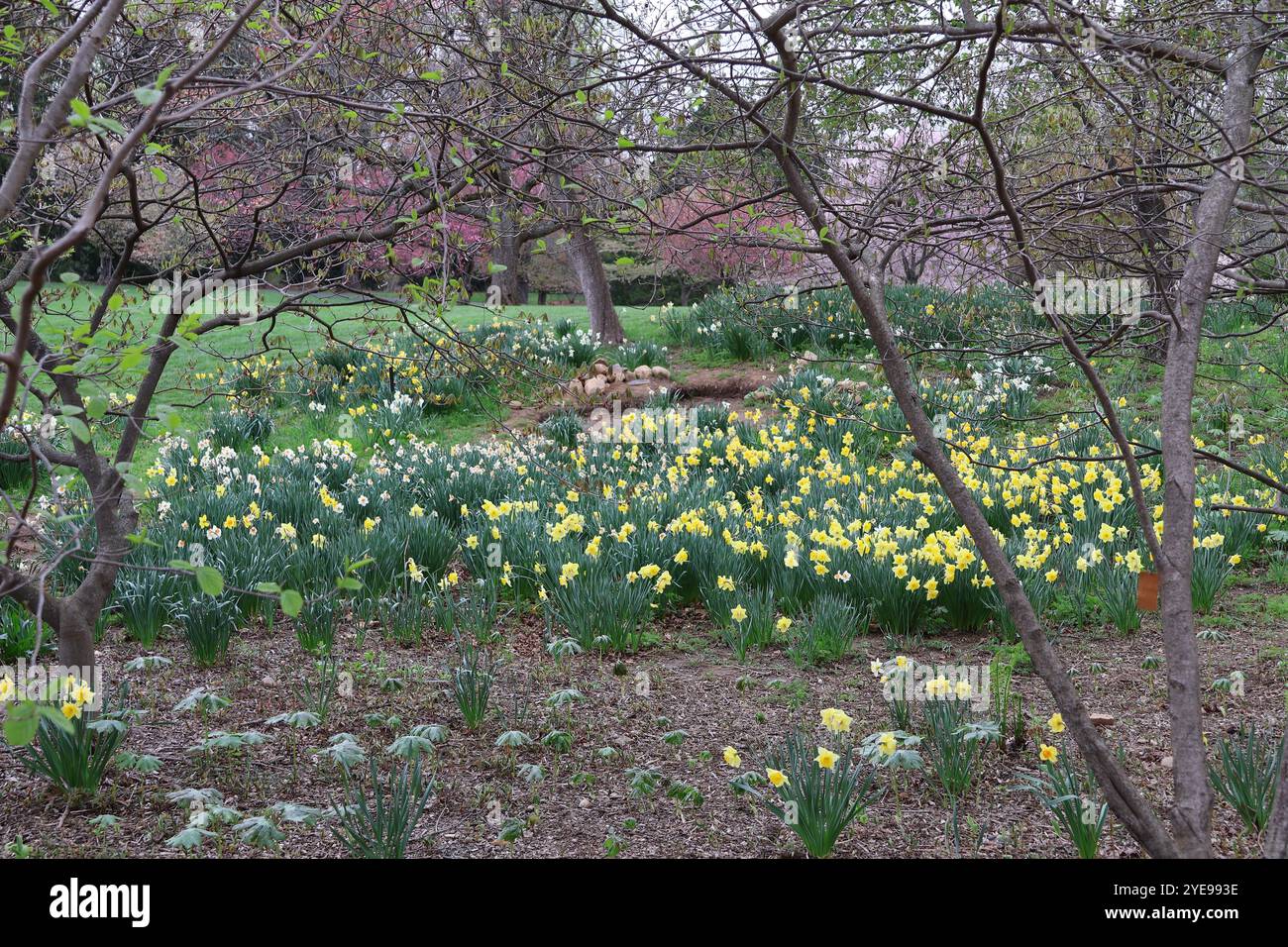 Ein Blumenbeet von wilden Narzissen, eingebettet in eine Baumlinie. Stockfoto