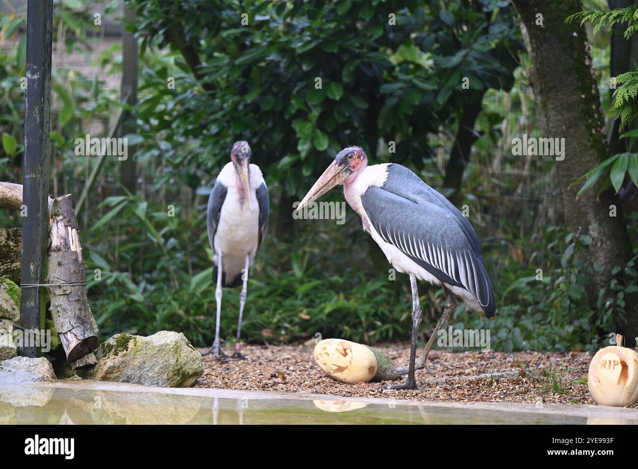 Marabou Stork 9 der Bestatter 0 genießt weiße Kürbisse gefüllt mit Fleischstücken, Ned aß den Großteil des Essens von den Kürbissen und Ingwer ... Stockfoto