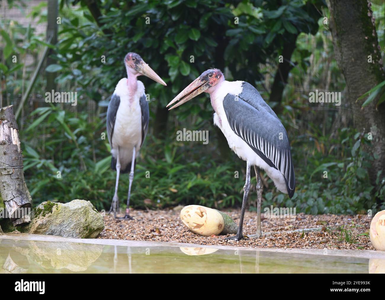 Marabou Stork 9 der Bestatter 0 genießt weiße Kürbisse gefüllt mit Fleischstücken, Ned aß den Großteil des Essens von den Kürbissen und Ingwer ... Stockfoto