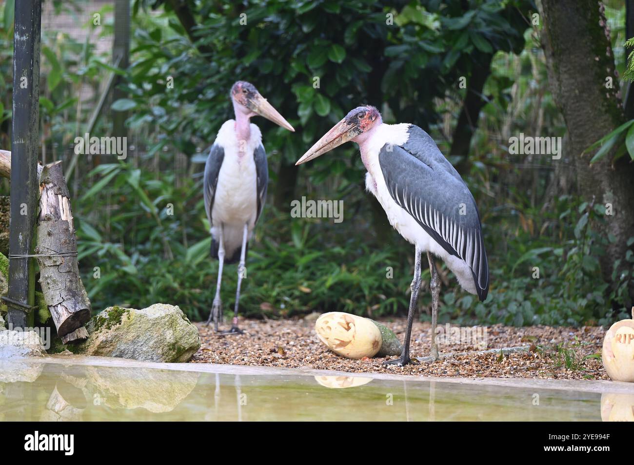Marabou Stork 9 der Bestatter 0 genießt weiße Kürbisse gefüllt mit Fleischstücken, Ned aß den Großteil des Essens von den Kürbissen und Ingwer ... Stockfoto
