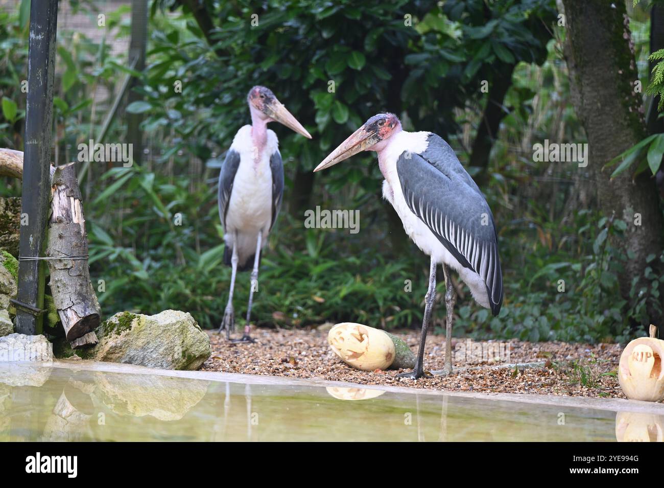 Marabou Stork 9 der Bestatter 0 genießt weiße Kürbisse gefüllt mit Fleischstücken, Ned aß den Großteil des Essens von den Kürbissen und Ingwer ... Stockfoto