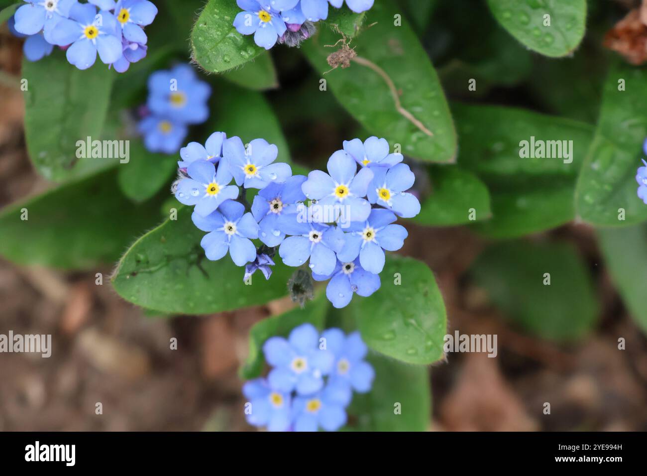 Ein Nahaufnahme eines Blumenbeets von Vergissmeinnicht-Blumen, die im Frühjahr blühen. Stockfoto