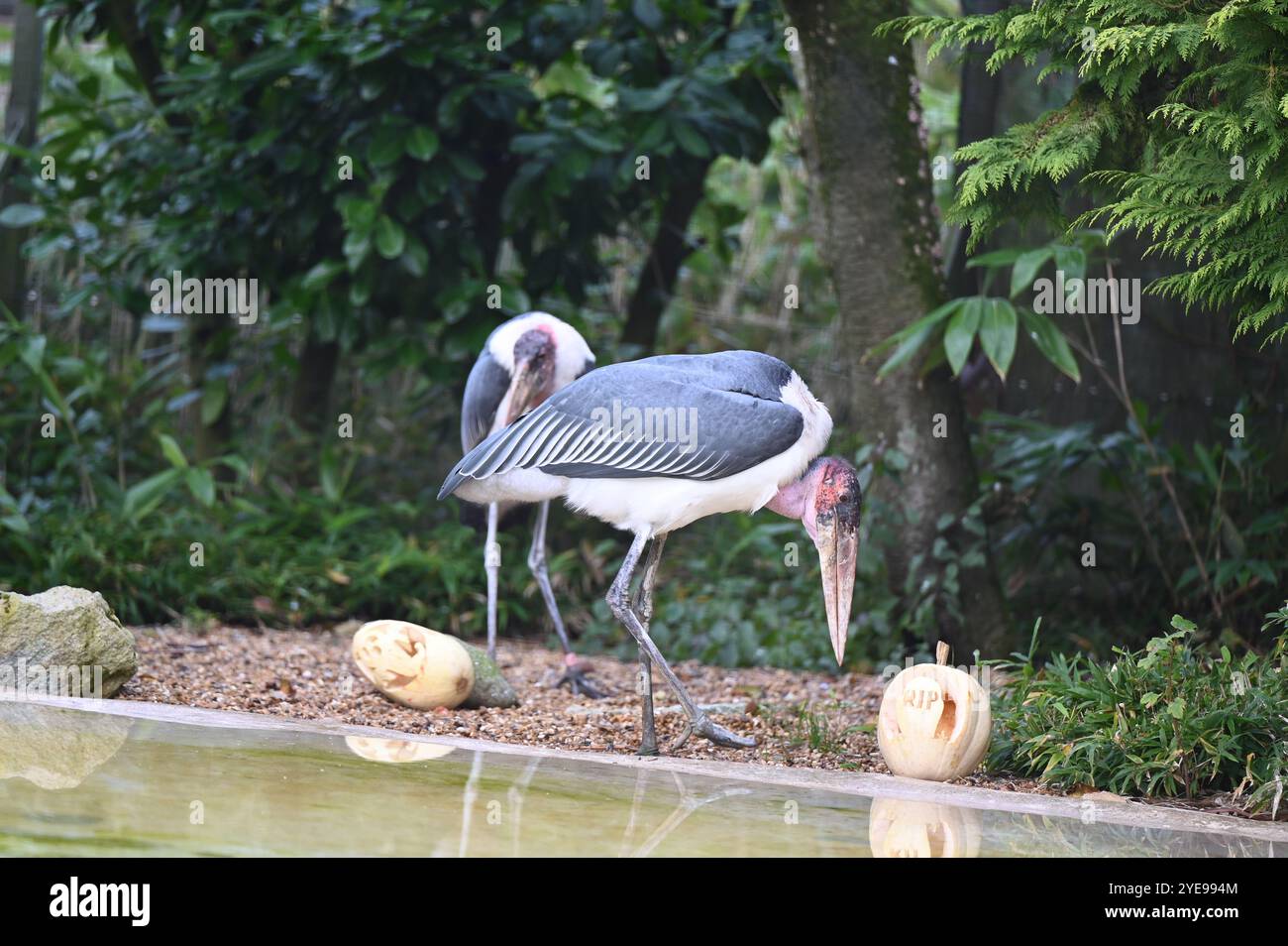 Marabou Stork 9 der Bestatter 0 genießt weiße Kürbisse gefüllt mit Fleischstücken, Ned aß den Großteil des Essens von den Kürbissen und Ingwer ... Stockfoto