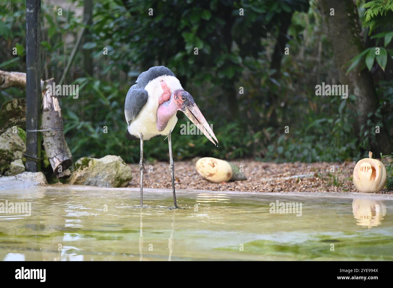Marabou Stork 9 der Bestatter 0 genießt weiße Kürbisse gefüllt mit Fleischstücken, Ned aß den Großteil des Essens von den Kürbissen und Ingwer ... Stockfoto