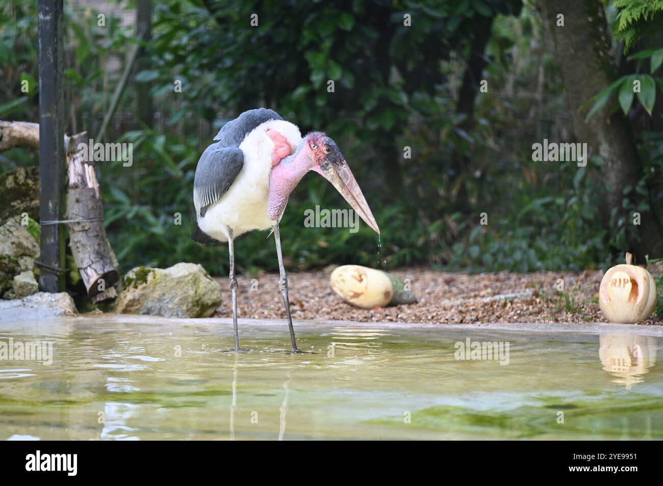 Marabou Stork 9 der Bestatter 0 genießt weiße Kürbisse gefüllt mit Fleischstücken, Ned aß den Großteil des Essens von den Kürbissen und Ingwer ... Stockfoto