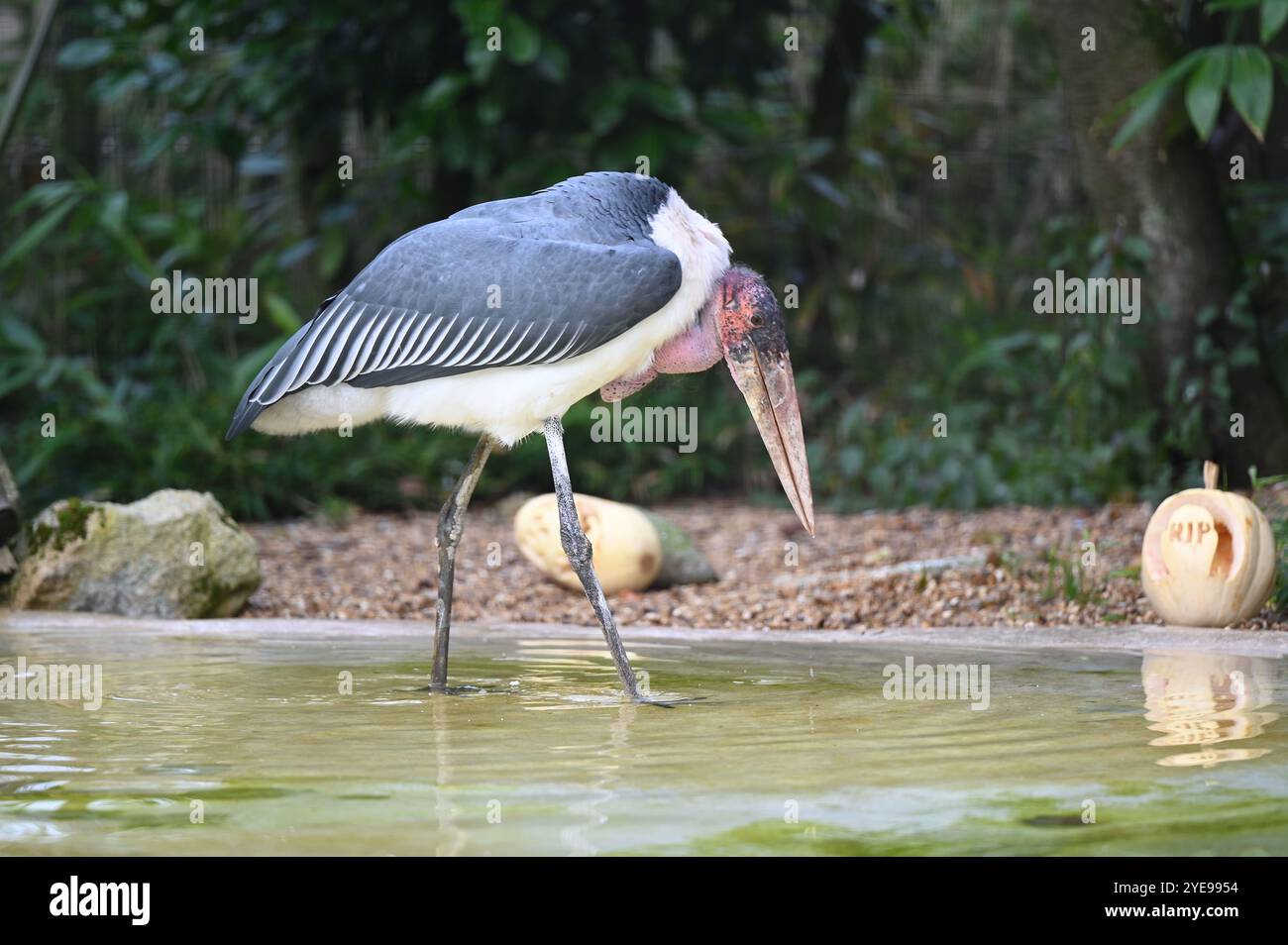 Marabou Stork 9 der Bestatter 0 genießt weiße Kürbisse gefüllt mit Fleischstücken, Ned aß den Großteil des Essens von den Kürbissen und Ingwer ... Stockfoto