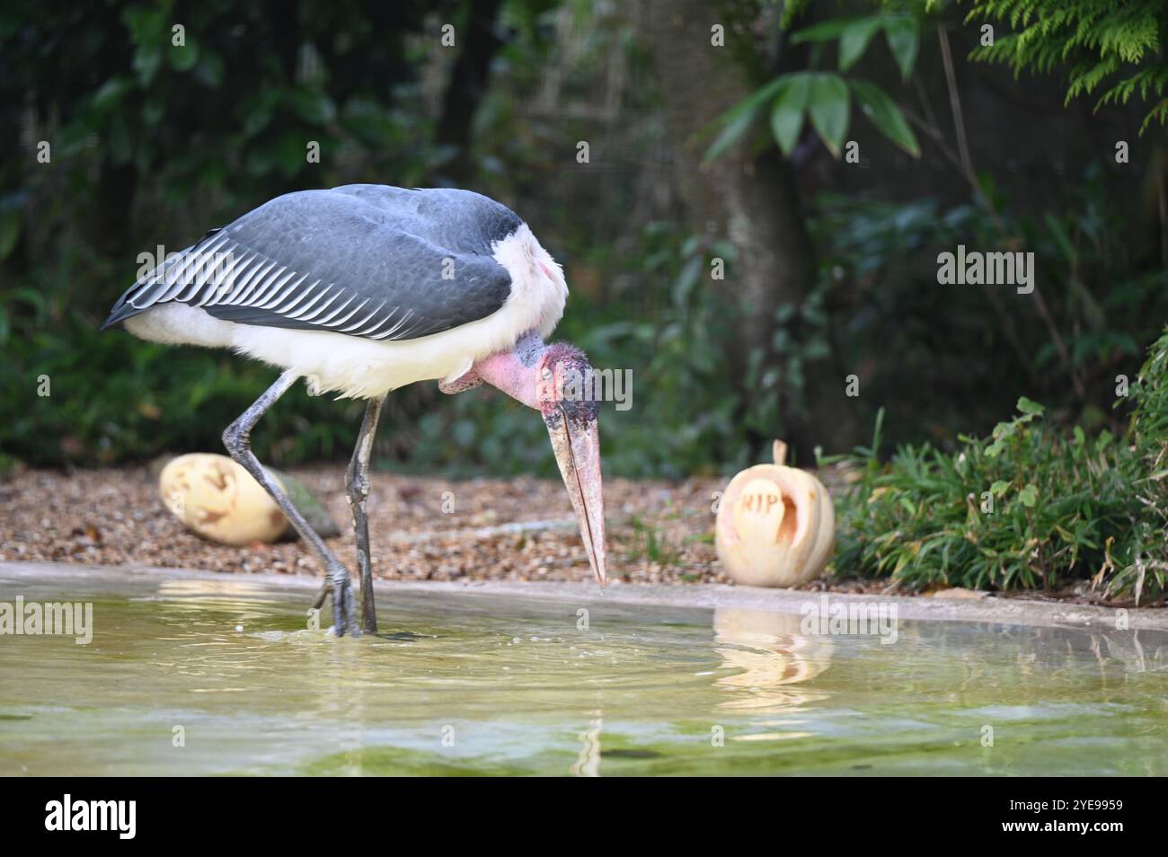 Marabou Stork 9 der Bestatter 0 genießt weiße Kürbisse gefüllt mit Fleischstücken, Ned aß den Großteil des Essens von den Kürbissen und Ingwer ... Stockfoto