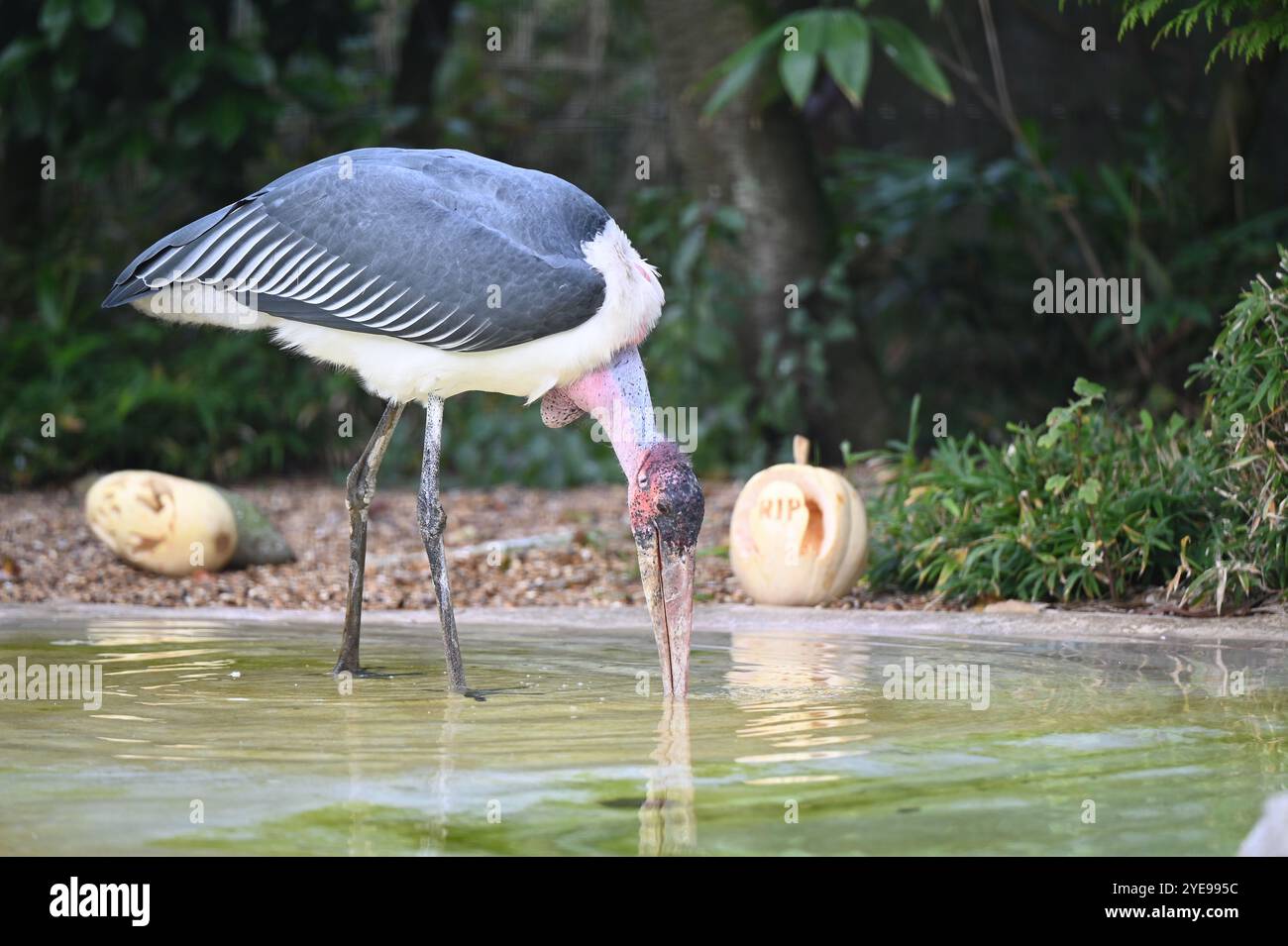 Marabou Stork 9 der Bestatter 0 genießt weiße Kürbisse gefüllt mit Fleischstücken, Ned aß den Großteil des Essens von den Kürbissen und Ingwer ... Stockfoto