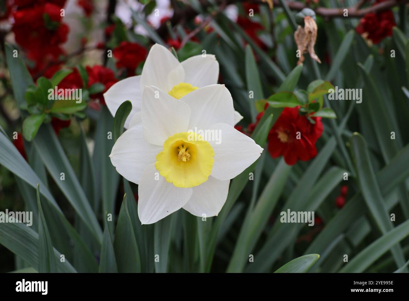 Im Frühjahr blühen Virginia-Blauglockenblüten. Stockfoto