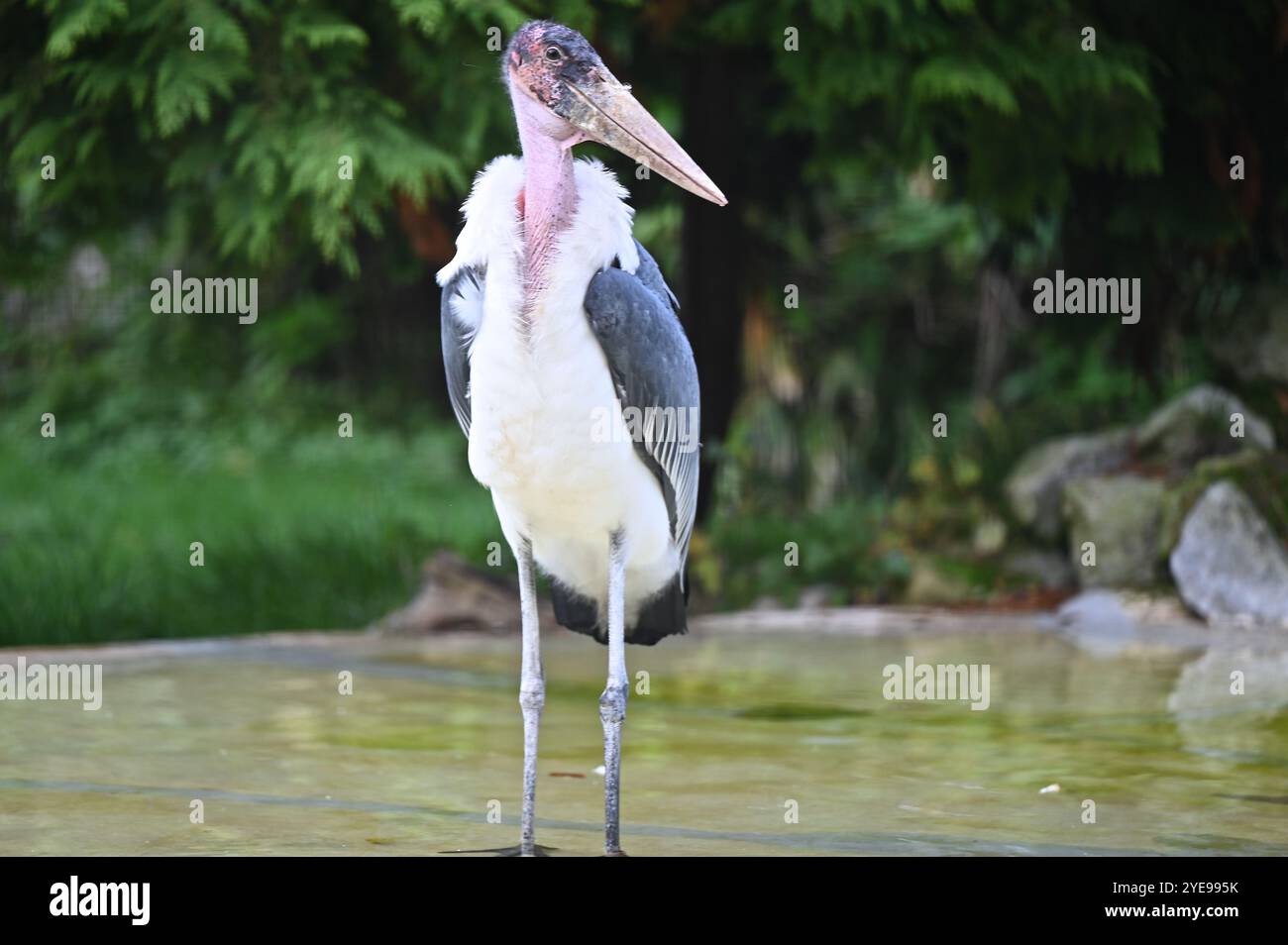 Marabou Stork 9 der Bestatter 0 genießt weiße Kürbisse gefüllt mit Fleischstücken, Ned aß den Großteil des Essens von den Kürbissen und Ingwer ... Stockfoto