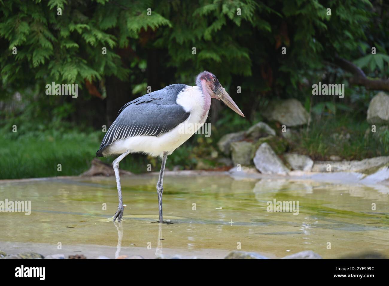 Marabou Stork 9 der Bestatter 0 genießt weiße Kürbisse gefüllt mit Fleischstücken, Ned aß den Großteil des Essens von den Kürbissen und Ingwer ... Stockfoto