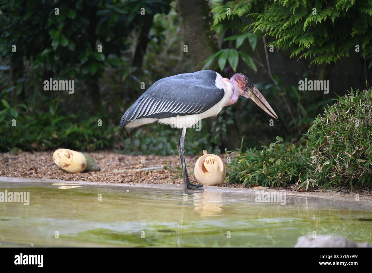 Marabou Stork 9 der Bestatter 0 genießt weiße Kürbisse gefüllt mit Fleischstücken, Ned aß den Großteil des Essens von den Kürbissen und Ingwer ... Stockfoto