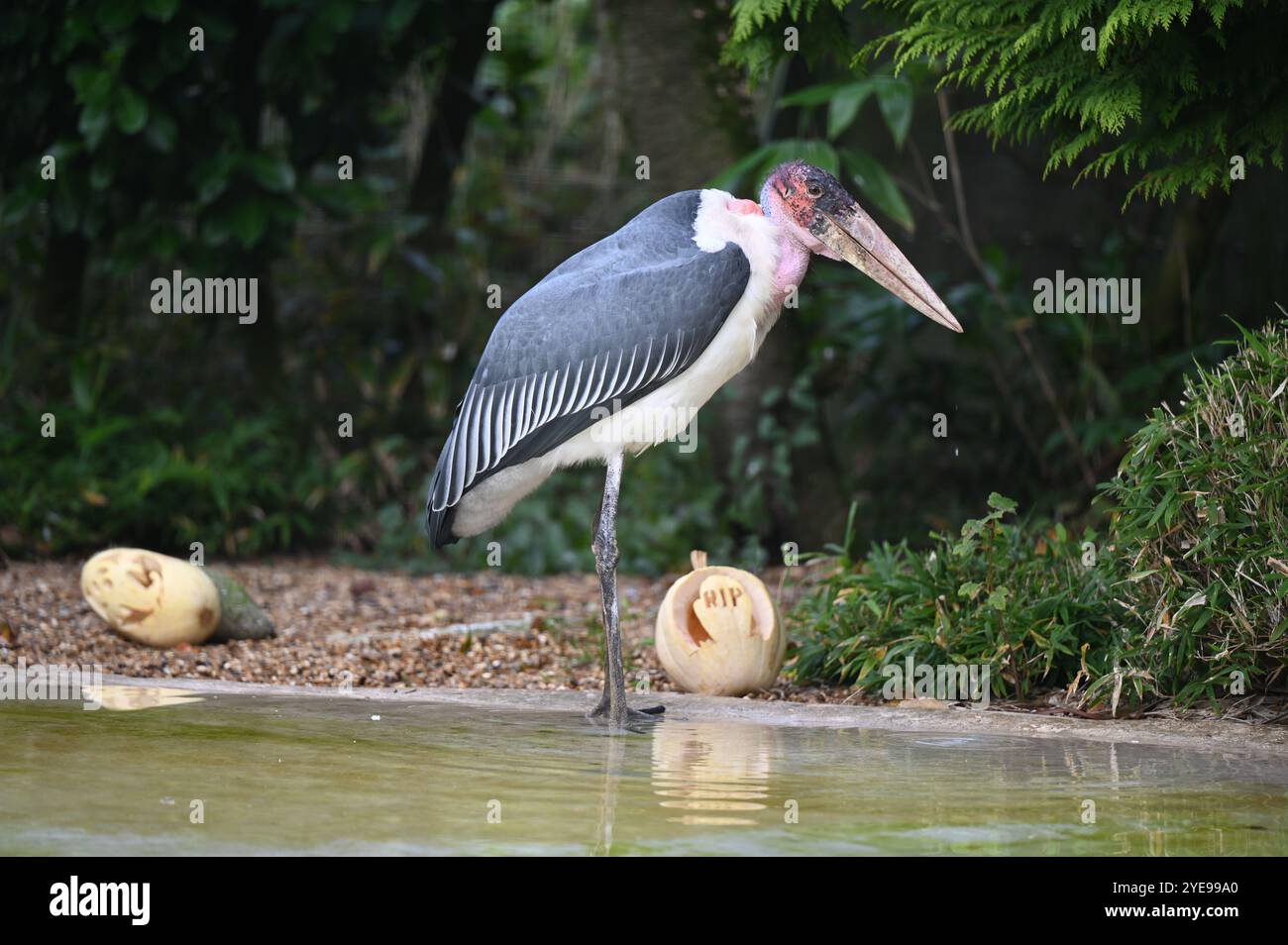 Marabou Stork 9 der Bestatter 0 genießt weiße Kürbisse gefüllt mit Fleischstücken, Ned aß den Großteil des Essens von den Kürbissen und Ingwer ... Stockfoto