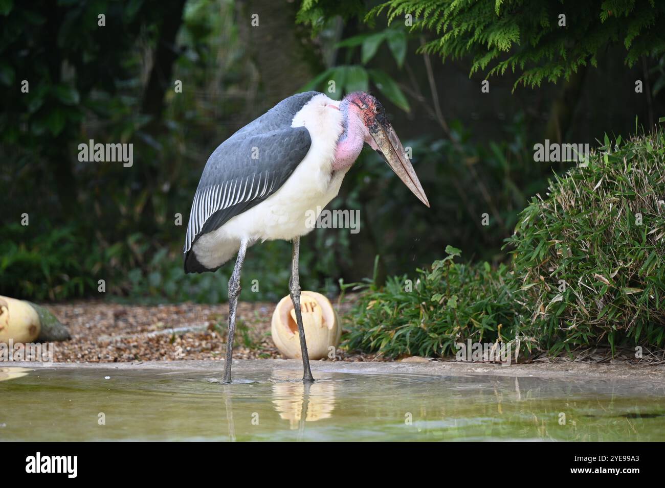 Marabou Stork 9 der Bestatter 0 genießt weiße Kürbisse gefüllt mit Fleischstücken, Ned aß den Großteil des Essens von den Kürbissen und Ingwer ... Stockfoto