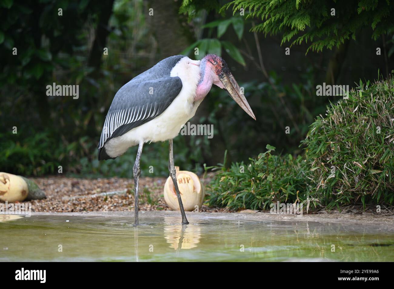 Marabou Stork 9 der Bestatter 0 genießt weiße Kürbisse gefüllt mit Fleischstücken, Ned aß den Großteil des Essens von den Kürbissen und Ingwer ... Stockfoto