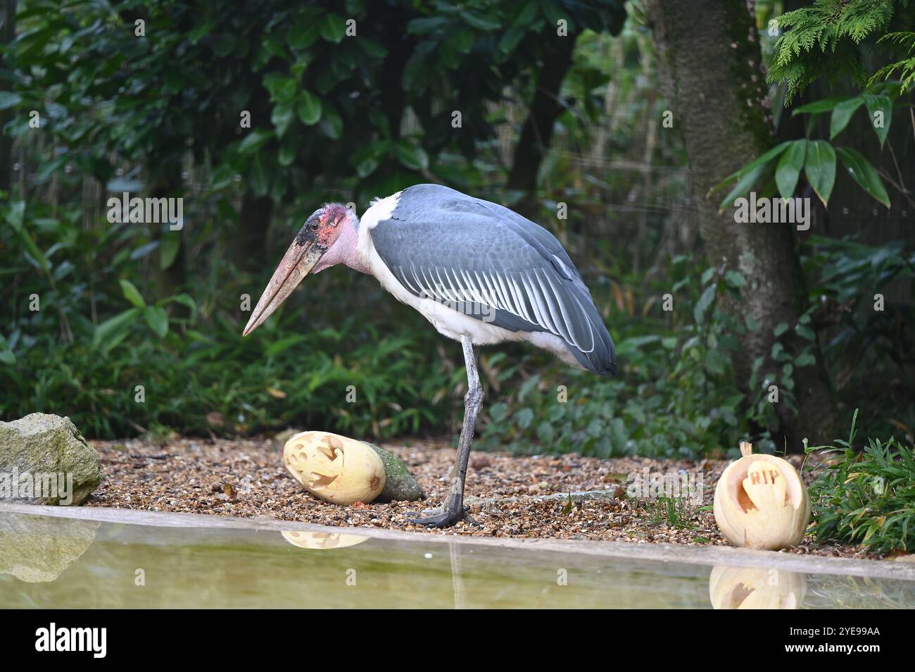 Marabou Stork 9 der Bestatter 0 genießt weiße Kürbisse gefüllt mit Fleischstücken, Ned aß den Großteil des Essens von den Kürbissen und Ingwer ... Stockfoto